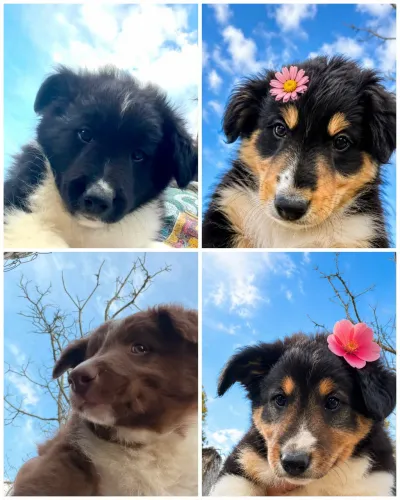Filhotes de Border Collie com 2 meses