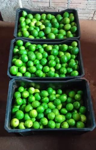 Limão Taiti sem semente ** direto da roça ** SÓ ATACADO **