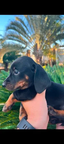 Filhote Basset