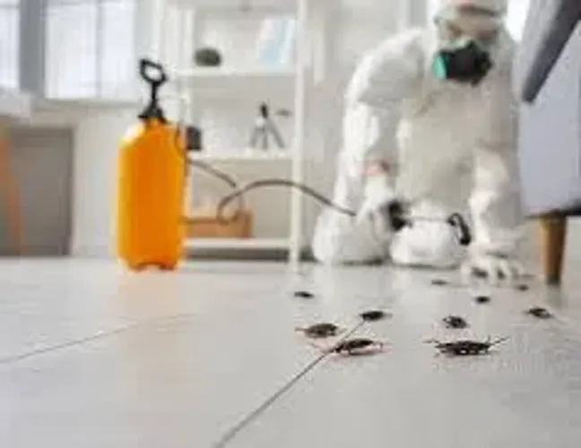 Dedetização, profissional com garantia. Orçamento sem compromisso.