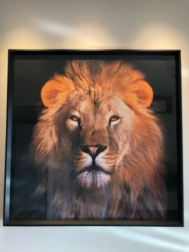 Quadro Decorativo Leão com Vidro 100x100cm