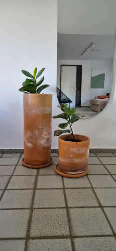 Kit vasos de ficus lirata e ficus elastica