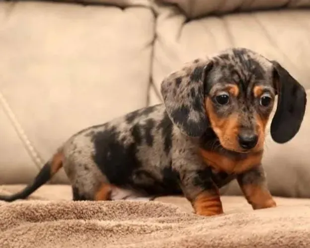 Basset Mini Dachshund Alerquim - Filhotes Raros, Exóticos de Beleza Única. 