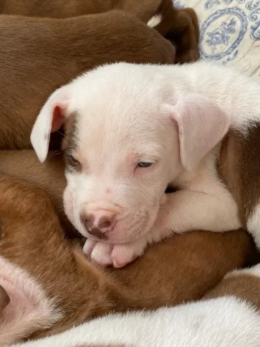 Pitbull