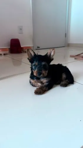 Filhote de Yorkshire terrier 2 meses $ 1.250,00