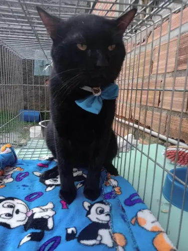 Gato macho castrado bonito e grande adoção