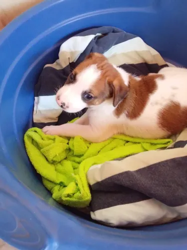Filhote de cachorro para doação