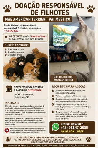Filhotes American Terrier Misto