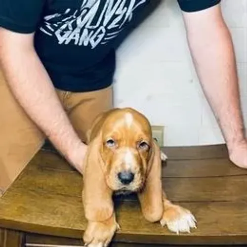 Basset Hound,Basset Hound Filhote Top Padrão da Raça