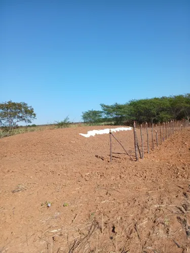 Silagem de milho colhida com a espiga, todo milho.. e tenho de sorgo em outro silo.