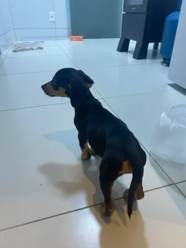 Filhote de Salsicha com Pinsher