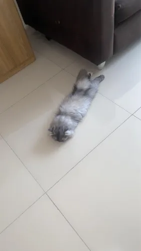 Filhote gato persa