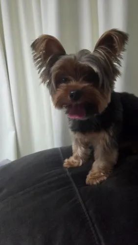 Procuro Yorkshire fêmea para cruzar com meu yorkie macho