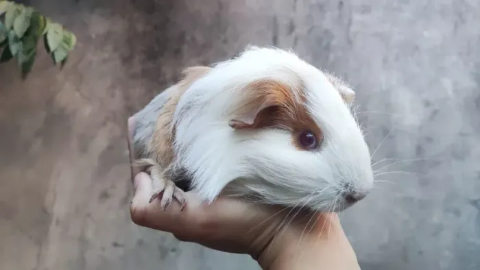 Porquinho da india Sheltie ( De Raça )