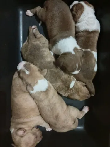 Vendo filhote de Pitbull 250,00