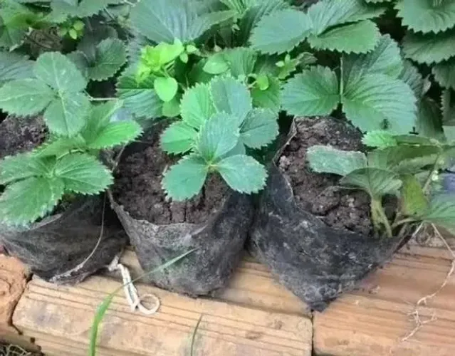 Vendo mudas de morango