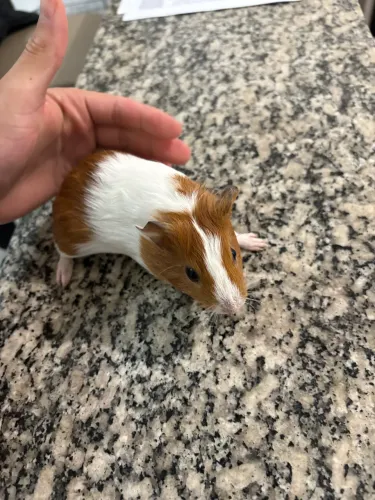 Filhotes de porquinho da índia