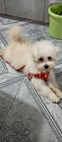Cachorro Spitz alemão cruzado com Poodle