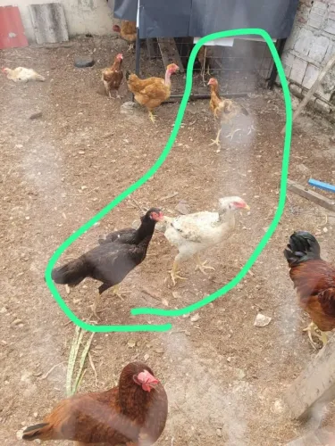 Galinhas