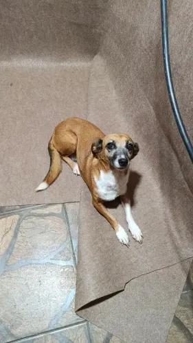 Doa-se cadela caramela castrada, 3 anos!
