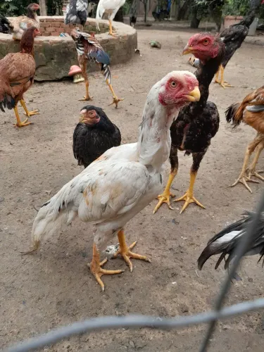 Frango bico curto e 3 galinhas