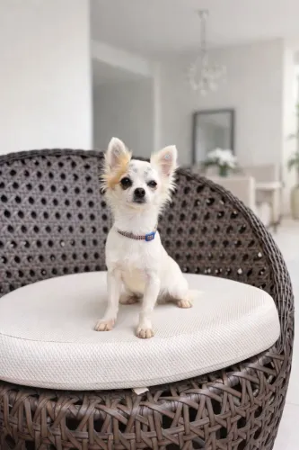 Chihuahua femea pelo longo 