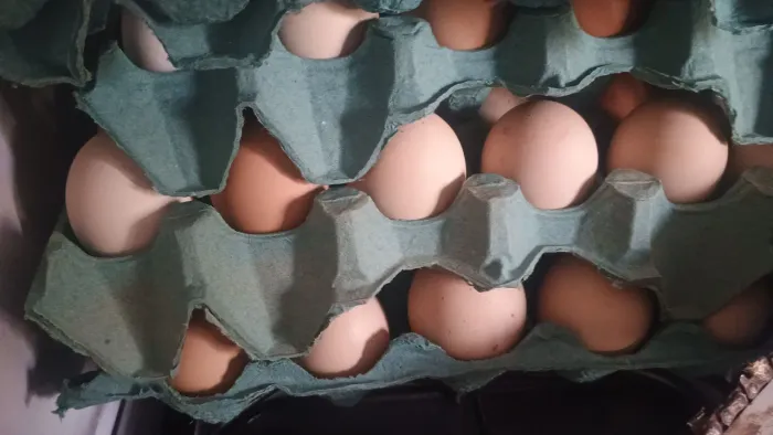 Vendo ovos de galinha caipira 12 reais a dúzia 