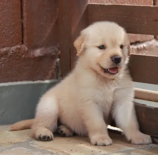DOAÇAO FILHOTE DE GOLDEN RETRIEVER
