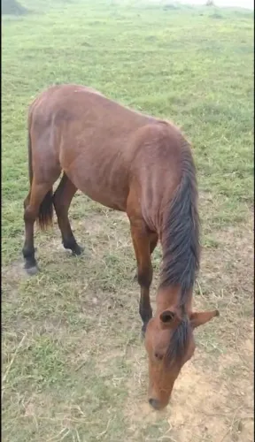 Cavalo