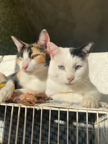 Gatinhas para doação
