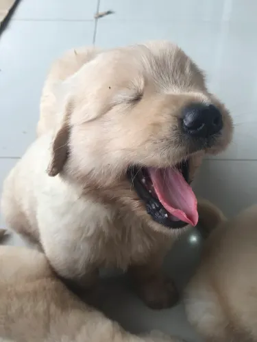 Filhote de Golden Retriever