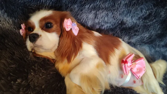 Filhote macho de Cavalier king 