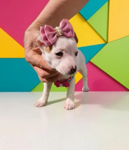 Pequena Notável e Elegante