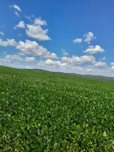 fazenda de 350 alqueires, (840 hectares), na regiao do Município de Ipameri Goia