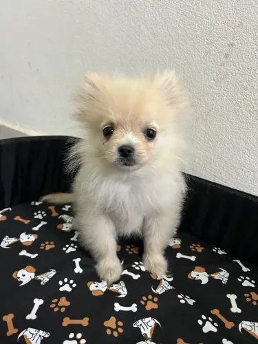 Spitz alemão