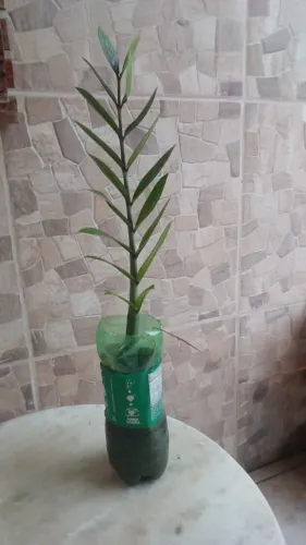 Diversas Mudas de Zamioculcas