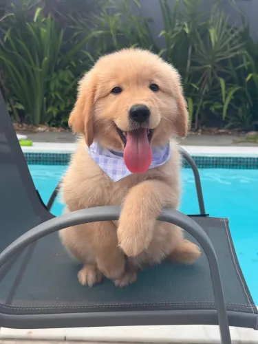 Filhote Golden Retriever