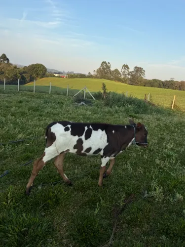 Vendo novilha 5 meses