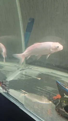 Carpa Branca rara de 20 a 15cm