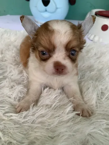 Chihuahua