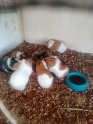 Vendo porquinho da india 