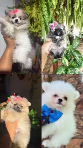 Lulu da Pomerânia ursinho