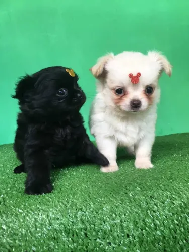 Filhote Chihuhaua