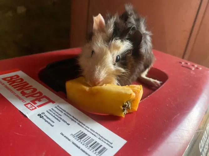 Vende-se porquinho da índia