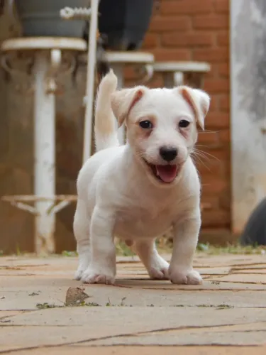 Filhote Macho JACK RUSSELL TERRIER PELO BROKEN