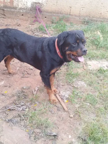 Cão pra cruza