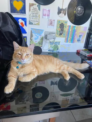 Gatinho macho doação 