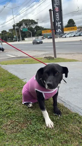 CADELA MESTIÇA DE PITBULL PARA DOAÇÃO