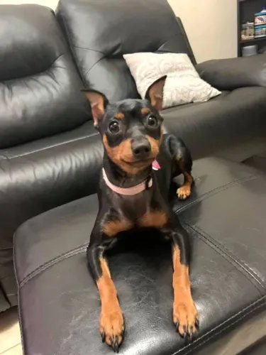 Filhotes De Pinscher - O Amor Que Faltava Na Sua Vida Está Te Esperando !