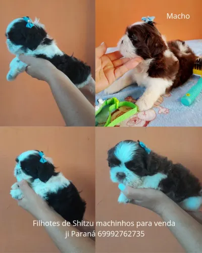 Vendo lindos filhotes machinhos de Shitzu
